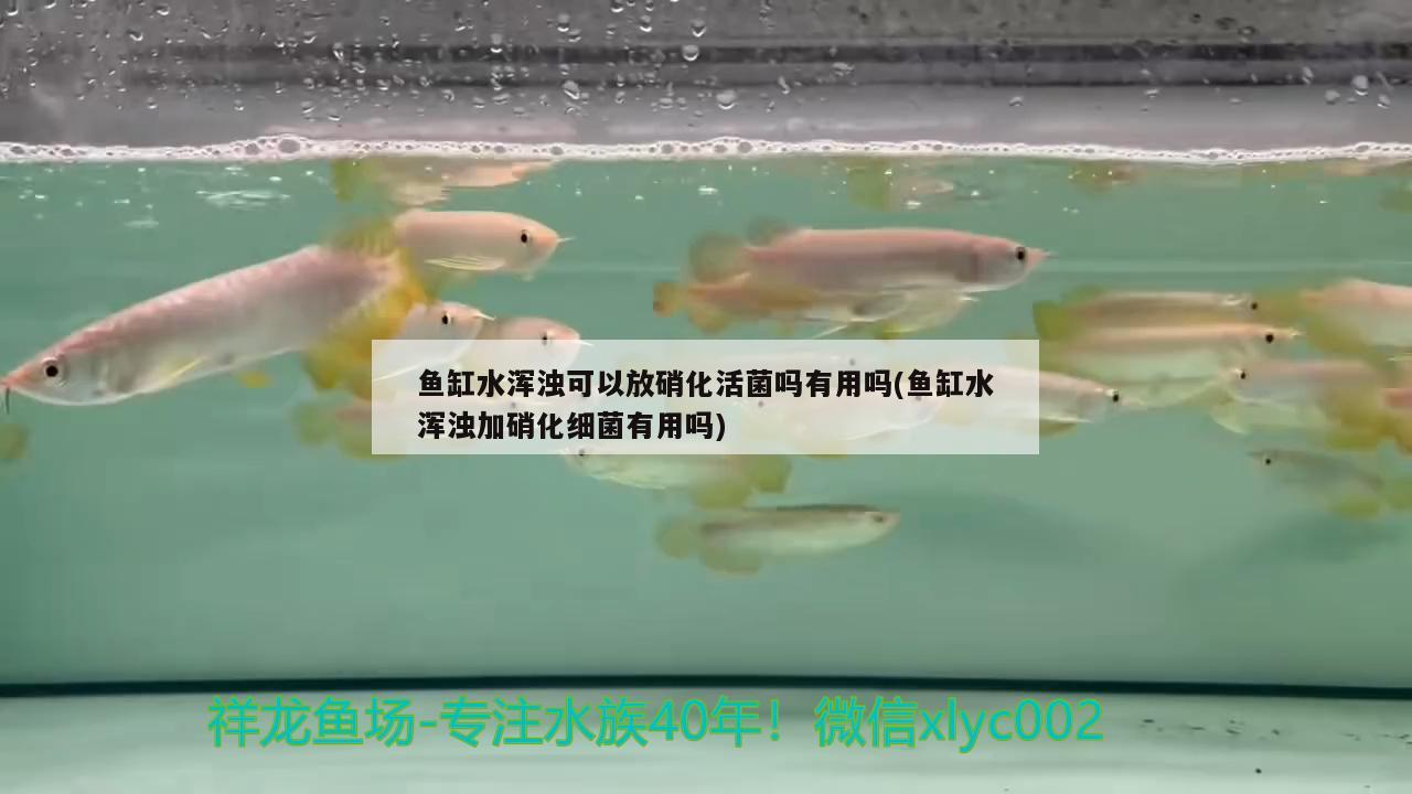 魚(yú)缸水渾濁可以放硝化活菌嗎有用嗎(魚(yú)缸水渾濁加硝化細(xì)菌有用嗎) 硝化細(xì)菌