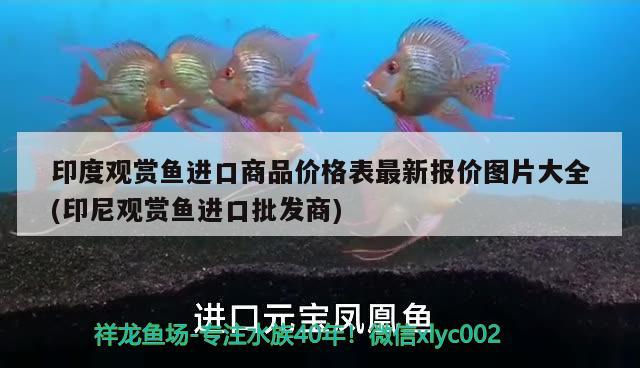 印度觀賞魚進口商品價格表最新報價圖片大全(印尼觀賞魚進口批發(fā)商) 觀賞魚進出口