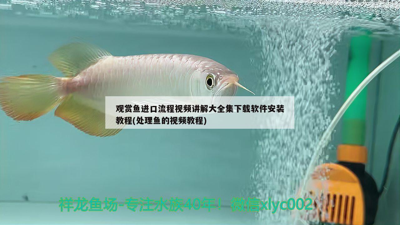 觀賞魚進(jìn)口流程視頻講解大全集下載軟件安裝教程(處理魚的視頻教程)