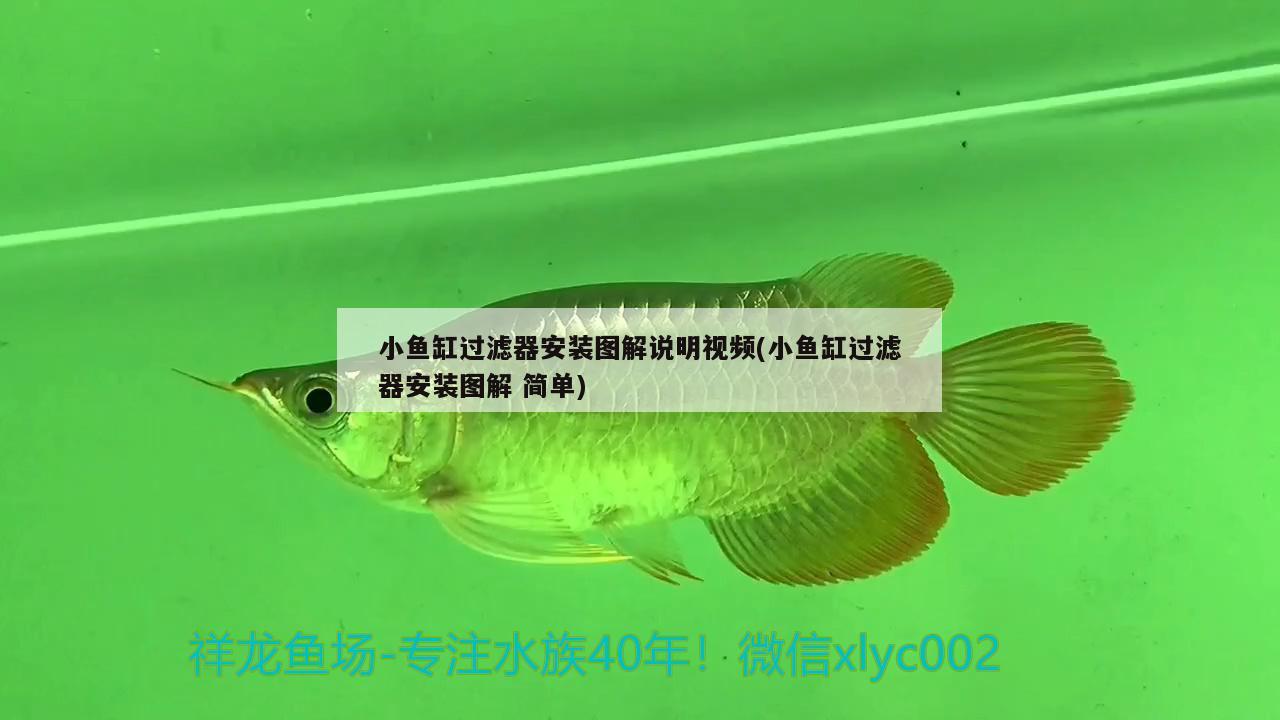 寵物狗能吃魚頭嗎？狗能吃魚頭嗎？，寵物狗能吃魚頭嗎 祥龍藍珀金龍魚 第2張