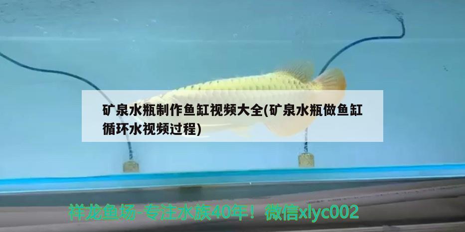 礦泉水瓶制作魚缸視頻大全(礦泉水瓶做魚缸循環(huán)水視頻過程) 純血皇冠黑白魟魚