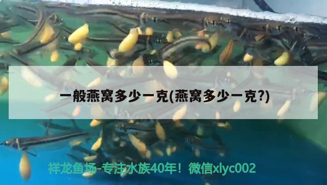 寵物狗能吃魚頭嗎？狗能吃魚頭嗎？，寵物狗能吃魚頭嗎 祥龍藍珀金龍魚 第1張