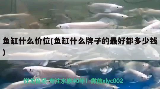 魚缸什么價位(魚缸什么牌子的最好都多少錢) 白化巴西龜（白巴）