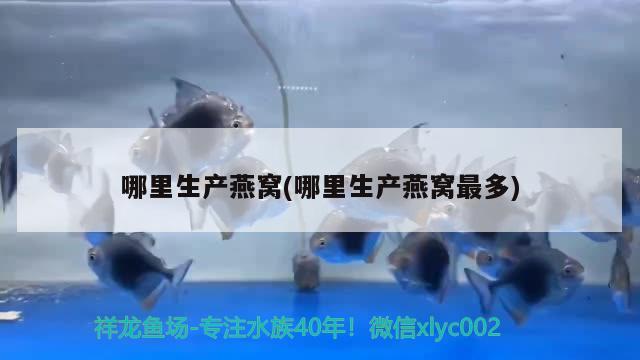 白色大觀賞魚可以吃嗎 白色大型觀賞魚