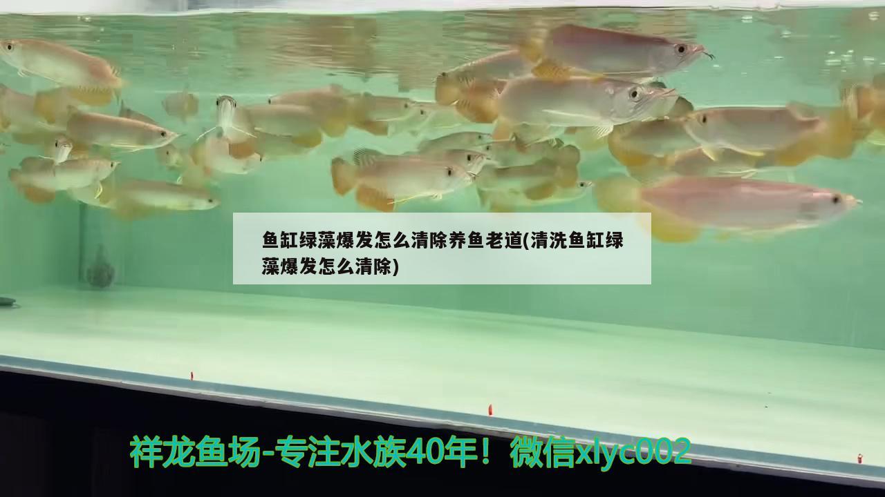 魚缸綠藻爆發(fā)怎么清除養(yǎng)魚老道(清洗魚缸綠藻爆發(fā)怎么清除) 紅龍專用魚糧飼料