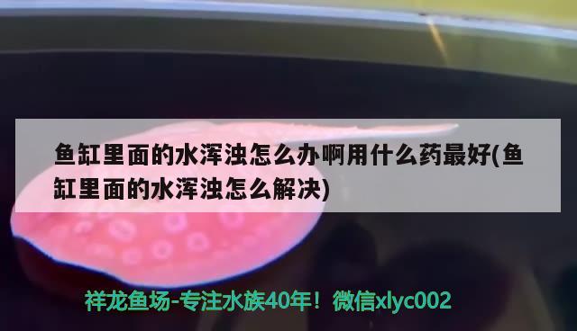 魚(yú)缸里面的水渾濁怎么辦啊用什么藥最好(魚(yú)缸里面的水渾濁怎么解決) 南美異形觀賞魚(yú)