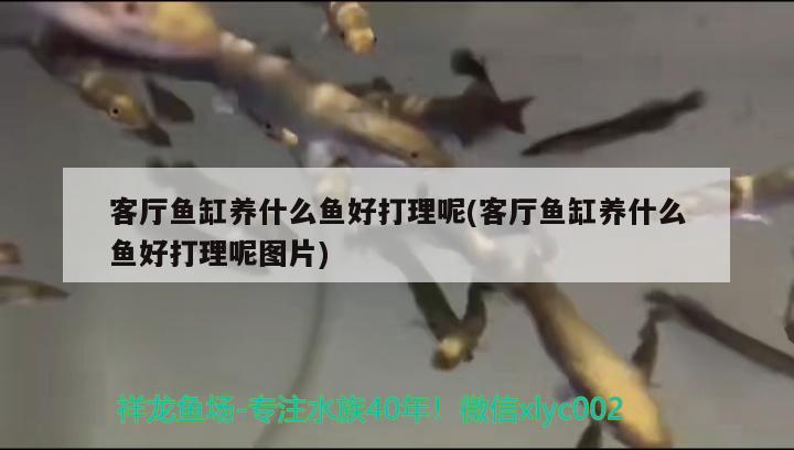 水草種子種植法，速成水草種子能活多久