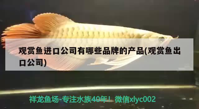 觀(guān)賞魚(yú)進(jìn)口公司有哪些品牌的產(chǎn)品(觀(guān)賞魚(yú)出口公司) 觀(guān)賞魚(yú)進(jìn)出口