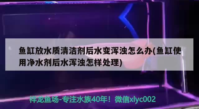 魚缸放水質(zhì)清潔劑后水變渾濁怎么辦(魚缸使用凈水劑后水渾濁怎樣處理) 月光鴨嘴魚苗