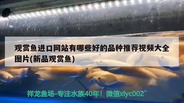 長春魚缸定制廠家有哪些地方：長春什么地方賣魚缸比較全 養(yǎng)魚的好處 第1張