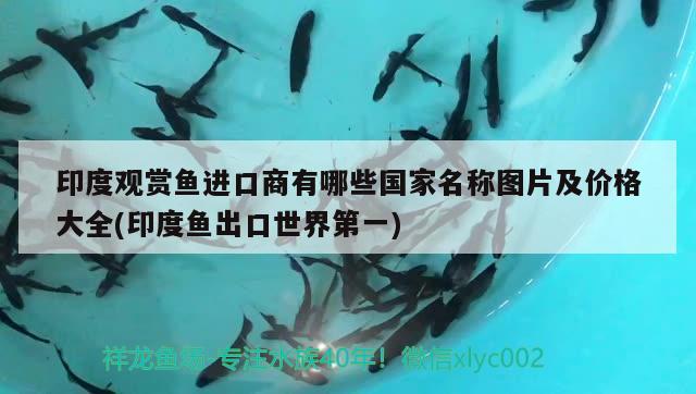 印度觀賞魚進口商有哪些國家名稱圖片及價格大全(印度魚出口世界第一)