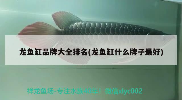 龍魚缸品牌大全排名(龍魚缸什么牌子最好) 孵化器