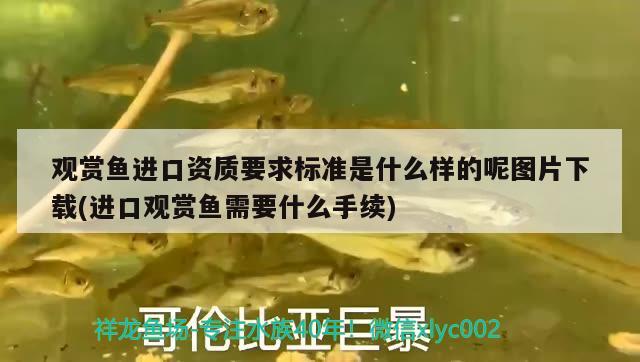 觀賞魚進(jìn)口資質(zhì)要求標(biāo)準(zhǔn)是什么樣的呢圖片下載(進(jìn)口觀賞魚需要什么手續(xù)) 觀賞魚進(jìn)出口