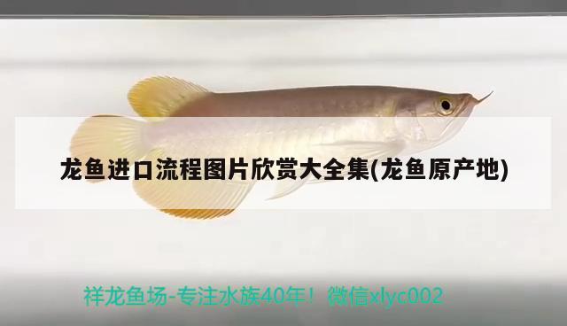 龍魚進(jìn)口流程圖片欣賞大全集(龍魚原產(chǎn)地) 觀賞魚進(jìn)出口