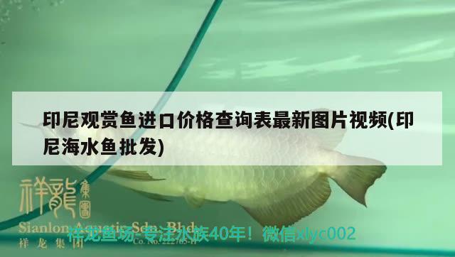 印尼觀賞魚進口價格查詢表最新圖片視頻(印尼海水魚批發(fā)) 觀賞魚進出口