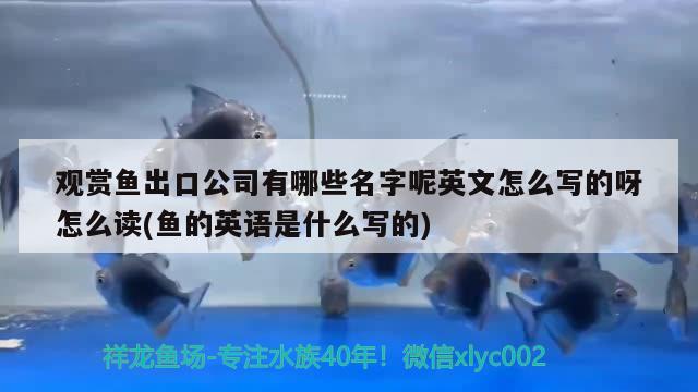 觀賞魚出口公司有哪些名字呢英文怎么寫的呀怎么讀(魚的英語是什么寫的) 觀賞魚進(jìn)出口