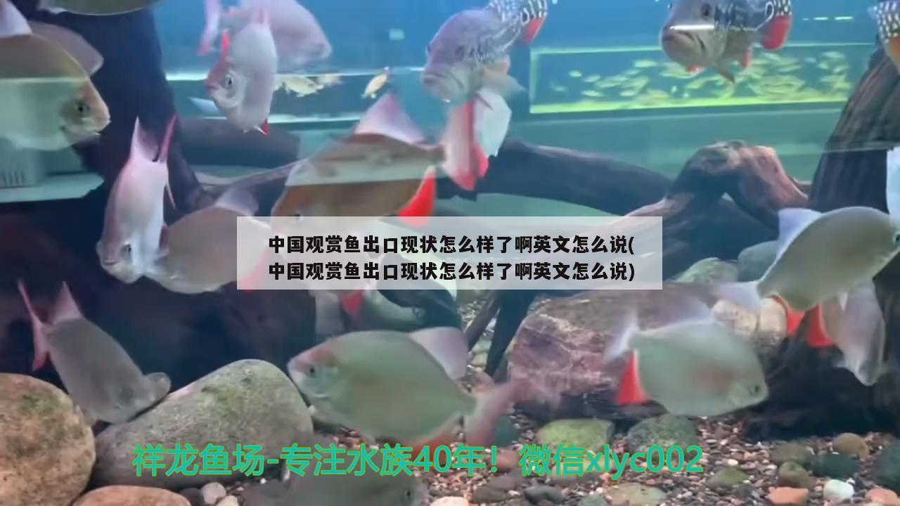 中國觀賞魚出口現(xiàn)狀怎么樣了啊英文怎么說(中國觀賞魚出口現(xiàn)狀怎么樣了啊英文怎么說) 觀賞魚進(jìn)出口