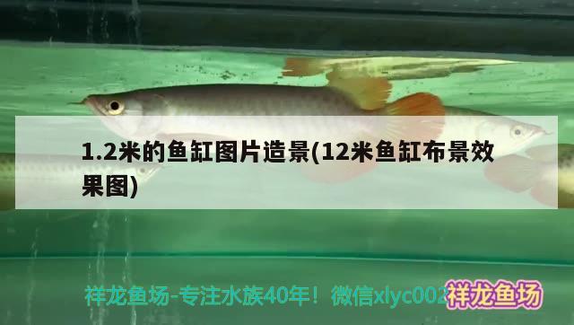 1.2米的魚缸圖片造景(12米魚缸布景效果圖) 稀有金龍魚