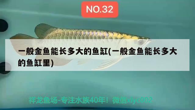 一般金魚(yú)能長(zhǎng)多大的魚(yú)缸(一般金魚(yú)能長(zhǎng)多大的魚(yú)缸里) 皇冠黑白魟魚(yú)