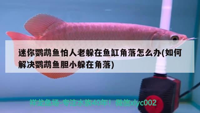 迷你鸚鵡魚怕人老躲在魚缸角落怎么辦(如何解決鸚鵡魚膽小躲在角落)