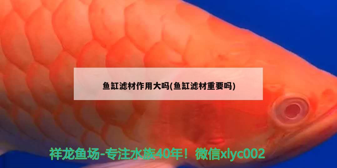 魚缸濾材作用大嗎(魚缸濾材重要嗎) 申古銀版魚