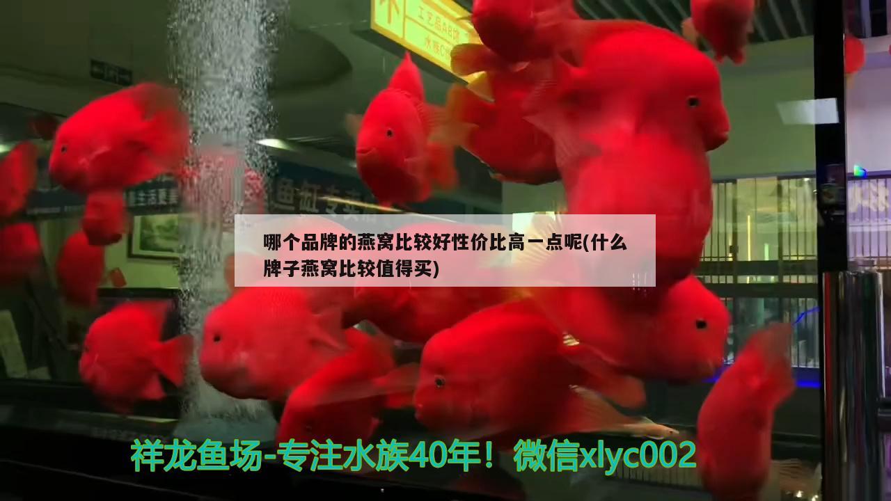 大魚(yú)缸工具魚(yú)有哪些 魚(yú)缸必備工具魚(yú) 創(chuàng)寧水族