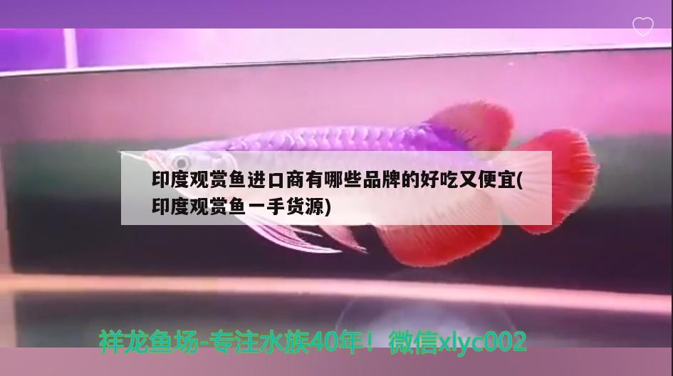 印度觀賞魚進口商有哪些品牌的好吃又便宜(印度觀賞魚一手貨源)