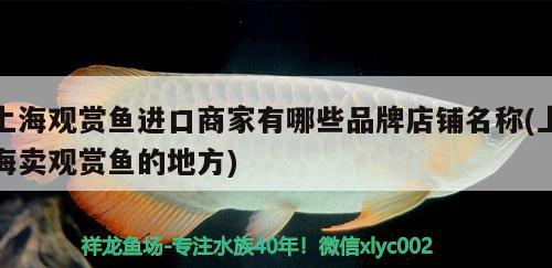 上海觀賞魚進(jìn)口商家有哪些品牌店鋪名稱(上海賣觀賞魚的地方) 觀賞魚進(jìn)出口