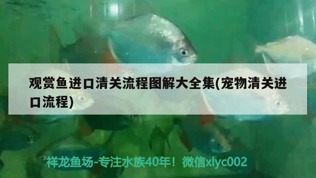 曼龍魚不能和什么魚混養(yǎng) 紅龍福龍魚 第2張