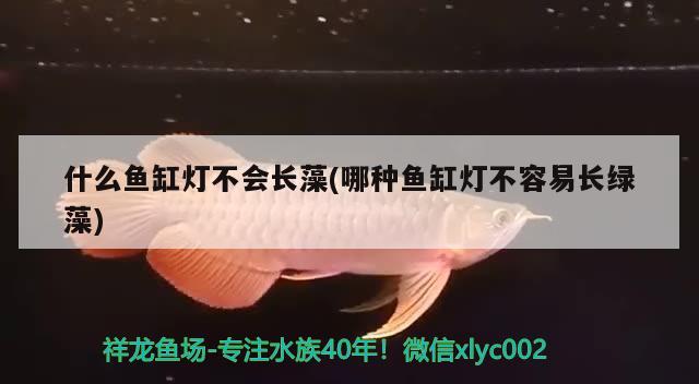 什么魚缸燈不會長藻(哪種魚缸燈不容易長綠藻)