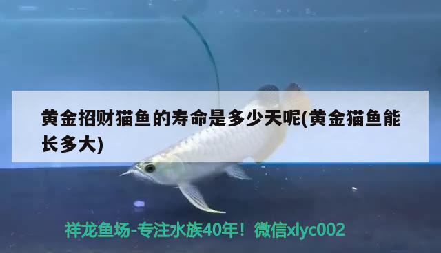 黃金招財貓魚的壽命是多少天呢(黃金貓魚能長多大) 黃金貓魚百科