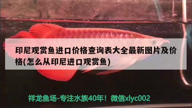 印尼觀賞魚進(jìn)口價(jià)格查詢表大全最新圖片及價(jià)格(怎么從印尼進(jìn)口觀賞魚) 觀賞魚進(jìn)出口