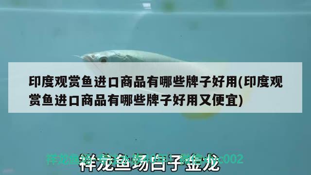 連云港魚缸定制廠家電話號碼（連云港暑假適合旅游嗎） 斑馬鴨嘴魚 第2張