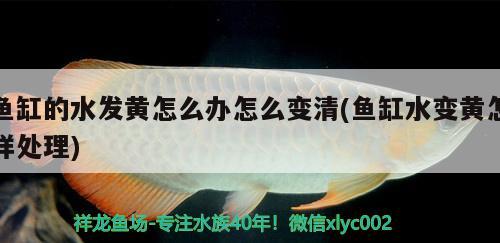 魚缸的水發(fā)黃怎么辦怎么變清(魚缸水變黃怎樣處理) 魚缸凈水劑