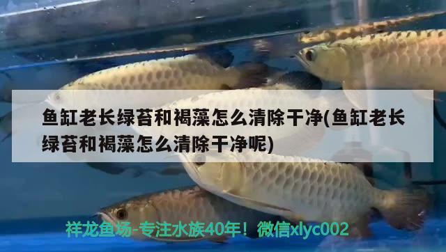 魚缸老長綠苔和褐藻怎么清除干凈(魚缸老長綠苔和褐藻怎么清除干凈呢) 水族用品