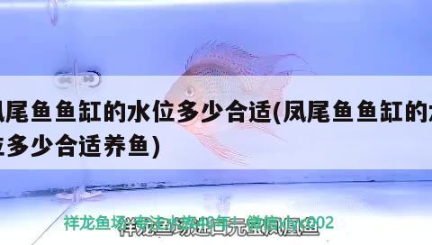 雷龍魚的分類有哪些雷龍魚的分類有哪些雷龍魚的顏色分類