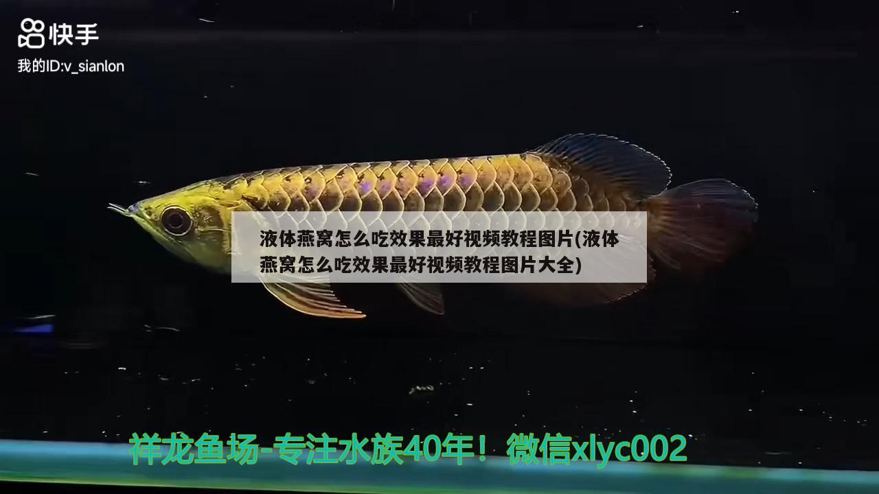 狗頭魚可以和龍魚混養(yǎng)嗎圖片欣賞視頻 狗頭魚和金龍魚能混養(yǎng)嗎