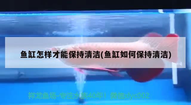 魚缸怎樣才能保持清潔(魚缸如何保持清潔) BD魟魚