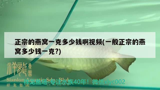 十大品牌魚缸加熱器排行榜：魚缸加熱器哪個品牌質(zhì)量好省電