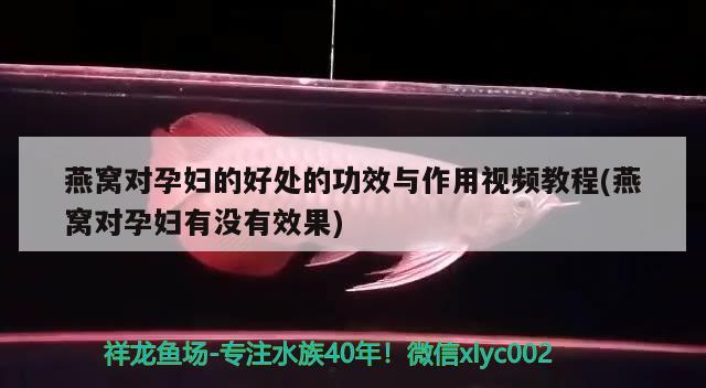 燕窩對孕婦的好處的功效與作用視頻教程(燕窩對孕婦有沒有效果) 馬來西亞燕窩