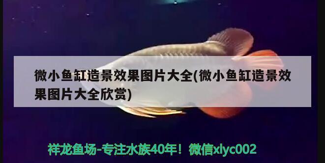 微小魚缸造景效果圖片大全(微小魚缸造景效果圖片大全欣賞) 黑桃A魚苗