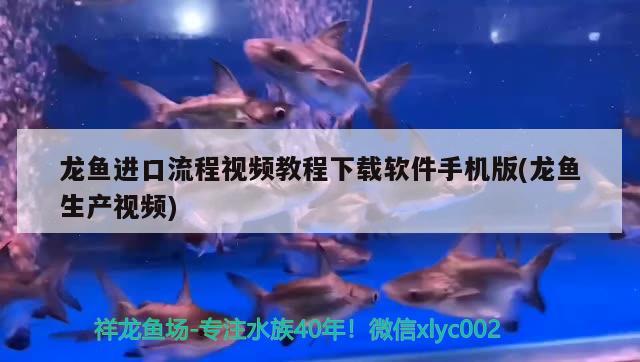 龍魚進(jìn)口流程視頻教程下載軟件手機(jī)版(龍魚生產(chǎn)視頻) 觀賞魚進(jìn)出口