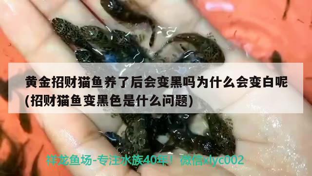 魚缸有白色棉絮狀的東西怎么回事(魚缸里一團白色棉絮狀物) 泰龐海鰱魚 第2張