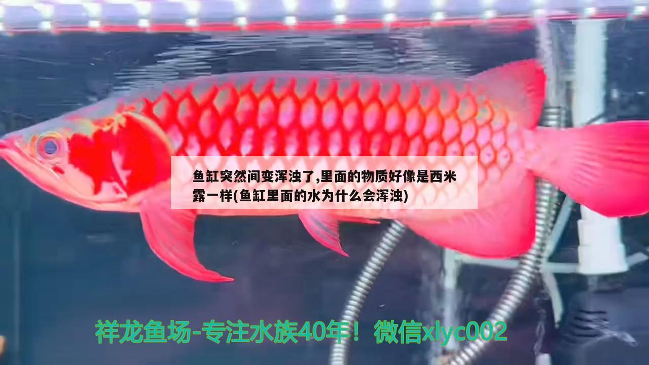 魚缸突然間變渾濁了,里面的物質(zhì)好像是西米露一樣(魚缸里面的水為什么會(huì)渾濁)