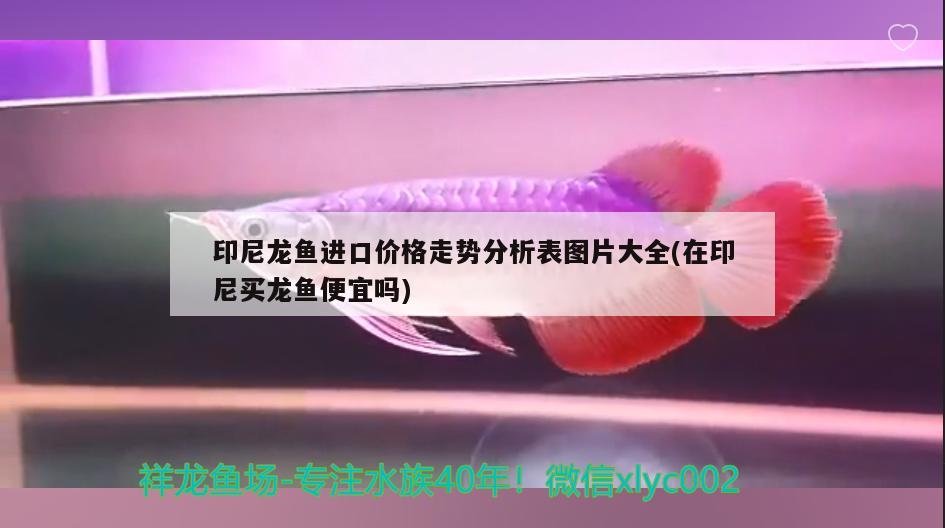 朋友的10年金龍 銀河星鉆魚 第2張