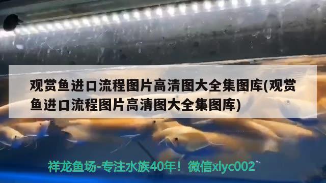 觀賞魚進(jìn)口流程圖片高清圖大全集圖庫(觀賞魚進(jìn)口流程圖片高清圖大全集圖庫)