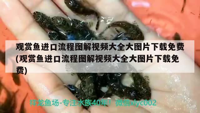 觀賞魚進(jìn)口流程圖解視頻大全大圖片下載免費(觀賞魚進(jìn)口流程圖解視頻大全大圖片下載免費) 觀賞魚進(jìn)出口