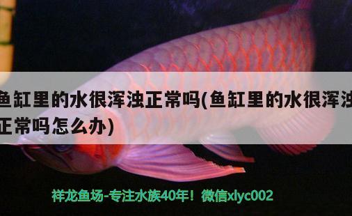 銀龍魚(yú)可以吃飼料嗎（銀龍魚(yú)可以吃魚(yú)食嗎） 觀(guān)賞魚(yú)飼料 第1張