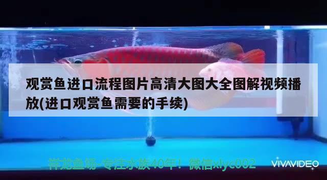 觀賞魚進口流程圖片高清大圖大全圖解視頻播放(進口觀賞魚需要的手續(xù)) 觀賞魚進出口