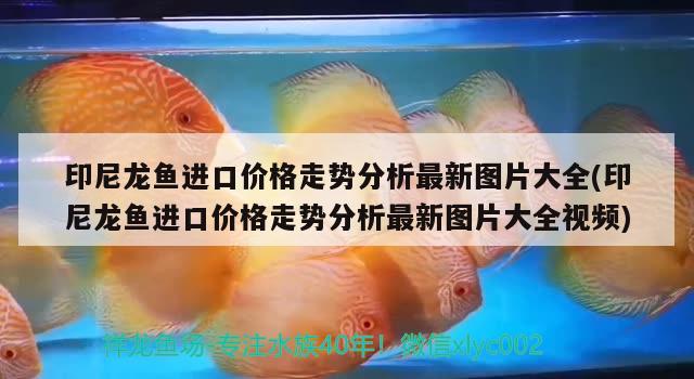 印尼龍魚進口價格走勢分析最新圖片大全(印尼龍魚進口價格走勢分析最新圖片大全視頻)